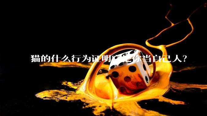 猫的什么行为证明它把你当自己人？