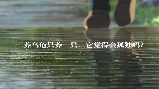 养乌龟只养一只，它觉得会孤独吗？